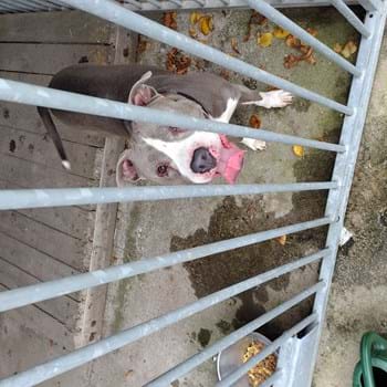 Herrenloser American Staffordshire Terrier aufgegriffen