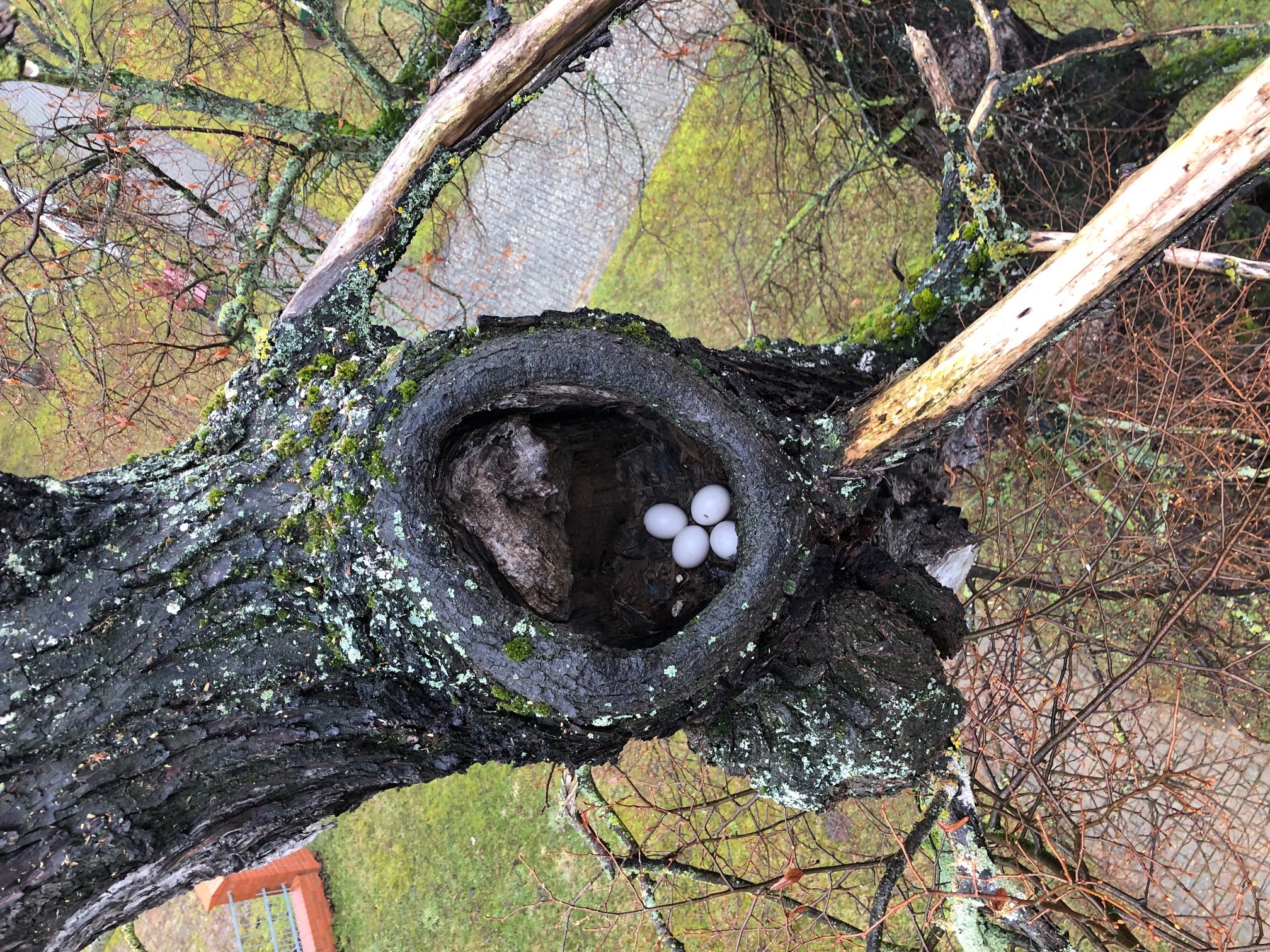 Naturdenkmal mit Eulen-Nachwuchs