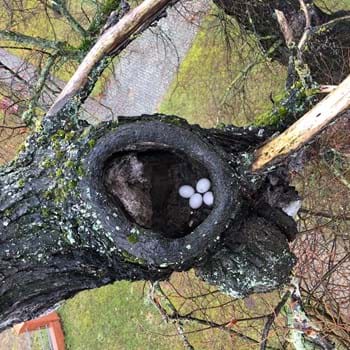 Naturdenkmal mit Eulen-Nachwuchs