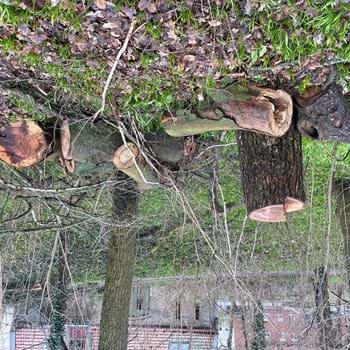 Holzdiebstahl wird konsequent zur Anzeige gebracht – eine Alternative: Holz zum Selbstwerben