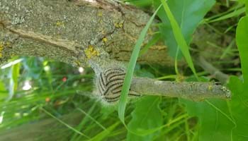 Fotos: MLEUV